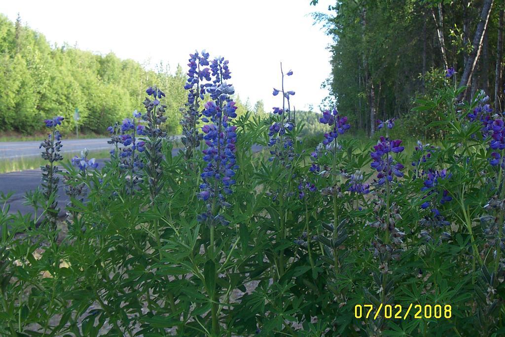 Grace And Bill'S Freedom Hills B&B Talkeetna Exterior foto