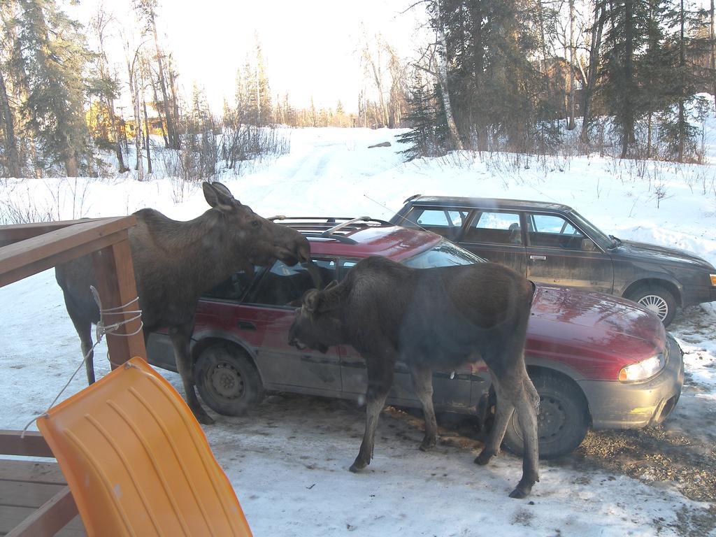 Grace And Bill'S Freedom Hills B&B Talkeetna Exterior foto