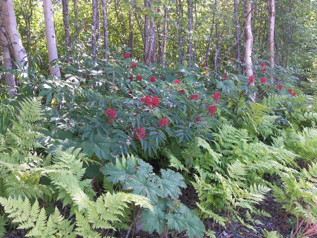 Grace And Bill'S Freedom Hills B&B Talkeetna Exterior foto