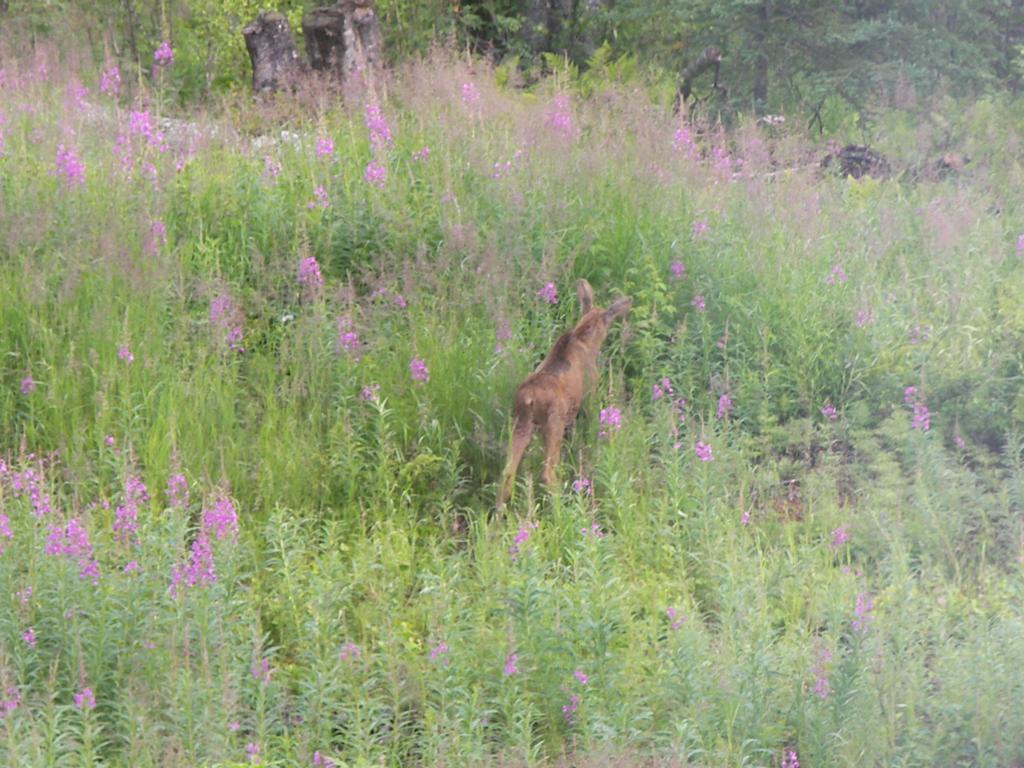 Grace And Bill'S Freedom Hills B&B Talkeetna Exterior foto